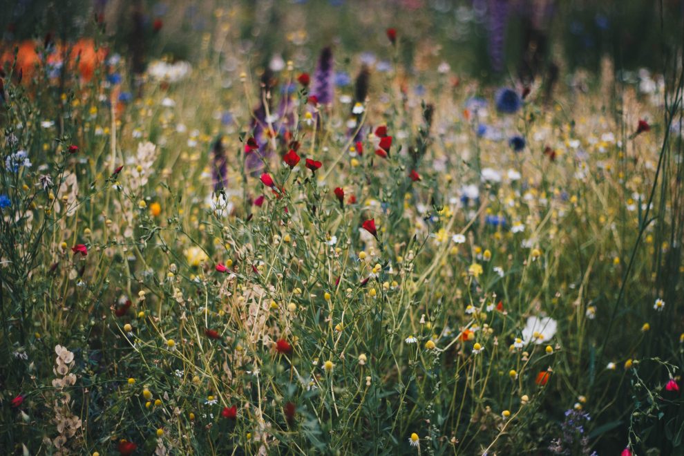 field-of-wildflowers