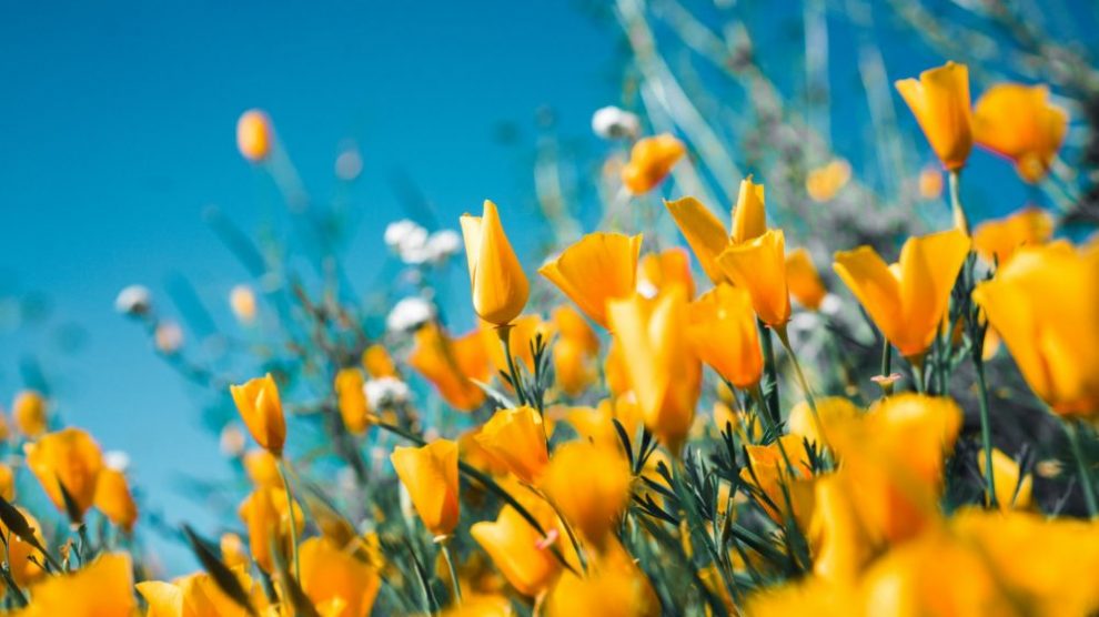 field-of-yellow-flowers