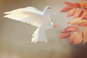 dove-landing-on-branch