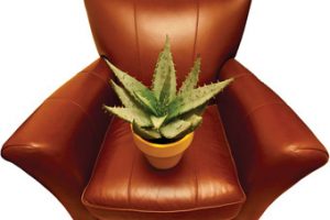 cactus-on-soft-chair