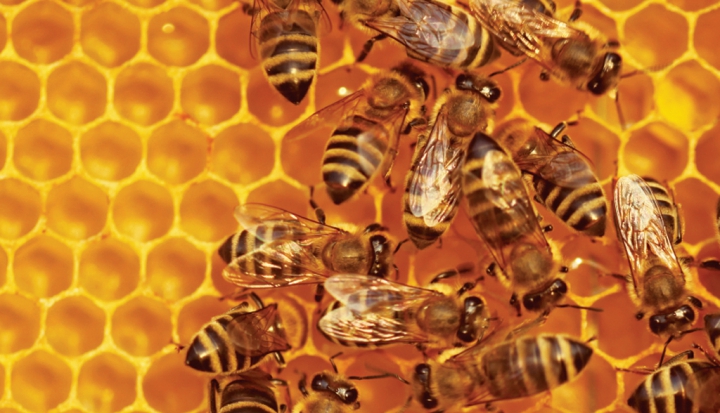 bees-on-honeycomb
