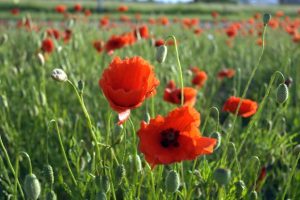 poppies_Flickr_Skender