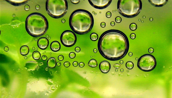 biofuels_Flickr_jurvetson