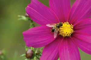 bee-on-flower