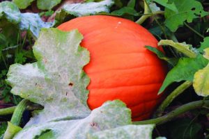 pumpkin-on-a-vine