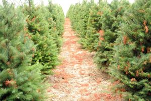 Christmas-tree-farm