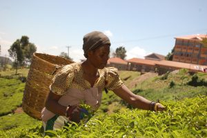 kenyan-picking-harvest