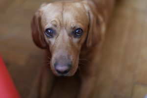 dog-looks-at-camera