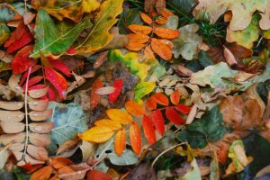 fall leaves_flickr