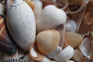 shells_flickr
