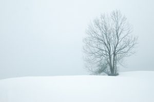 a-tree-stands-alone-covered-with-snow