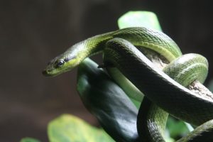 snake-coiled-around-branch