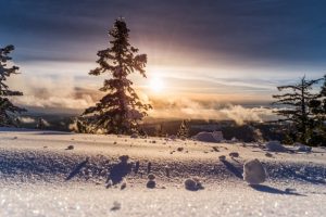 tree-on-snowy-hill