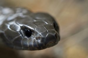 snake_unsplash