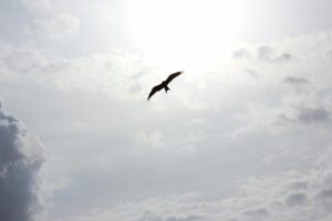 bird-flies-against-cloudy-sky