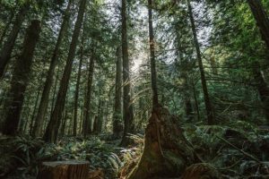 dense-forest-with-sun-shining-through-trees