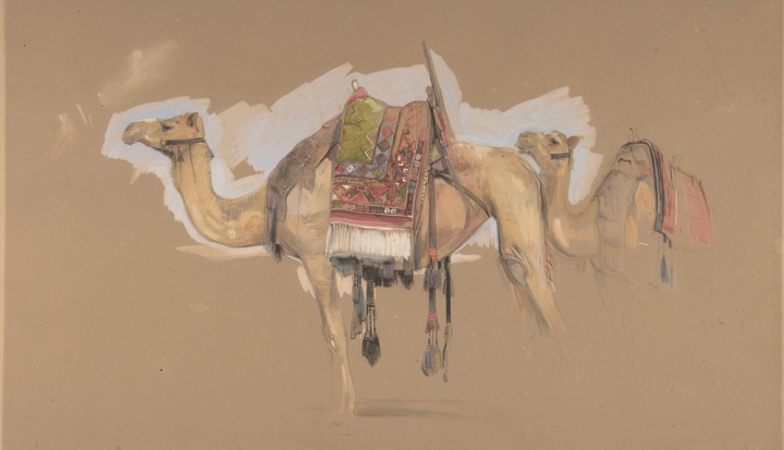 artistic-rendering-of-camel