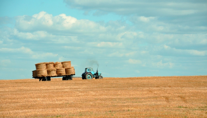 tractor-pulling-bales-of-hay