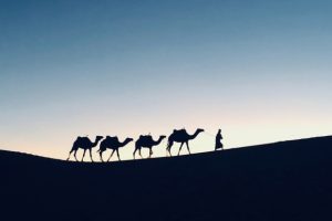 person-leading-camels-on-hillside