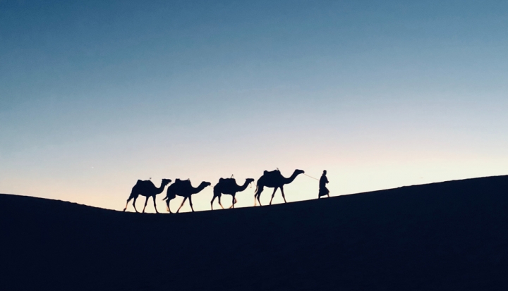person-leading-camels-on-hillside