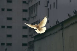 dove-flying-in-city