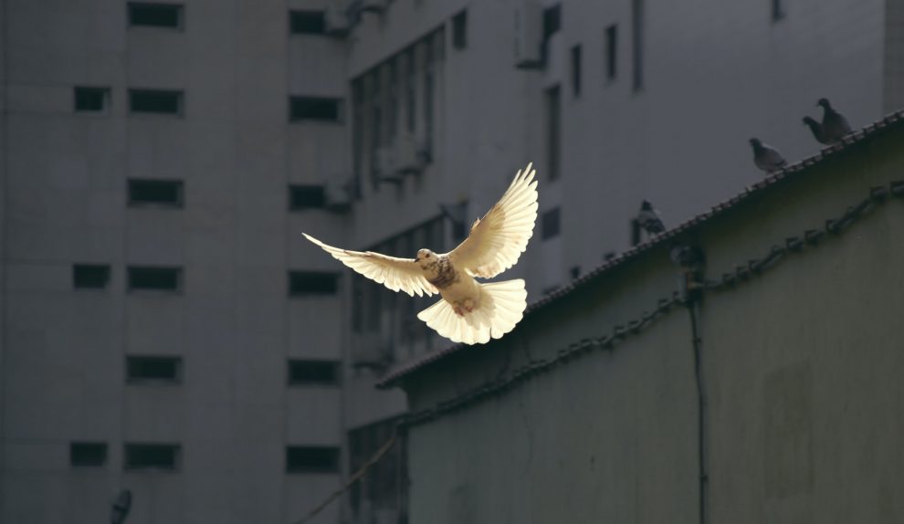 dove-flying-in-city
