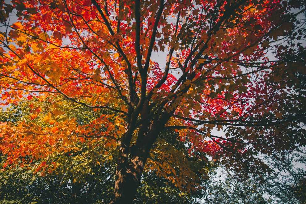tree-with-leaves-changing-colors