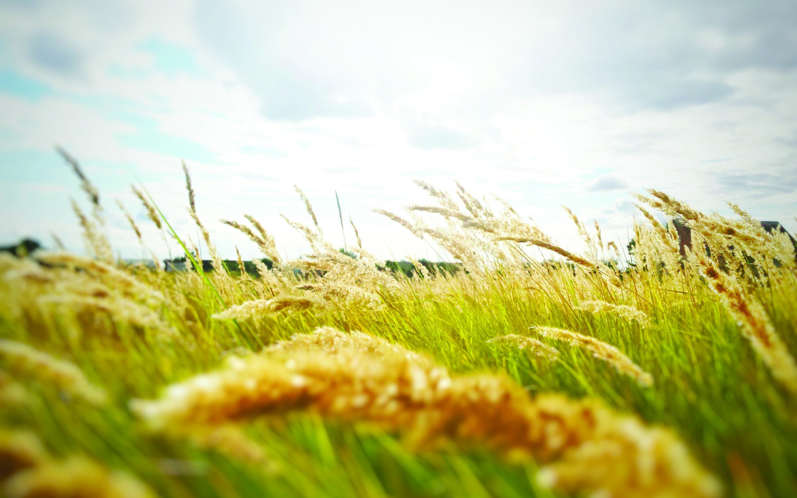 When was fratelli tutti released picture