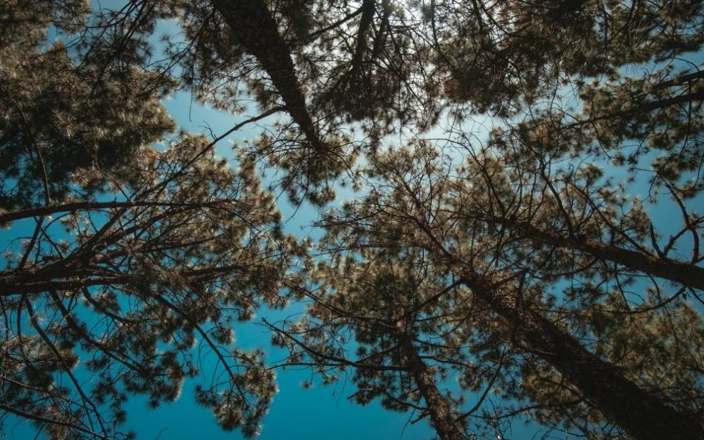 low-angle-photo-of-trees