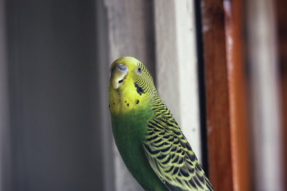 parakeet-sitting-on-wooden-beam