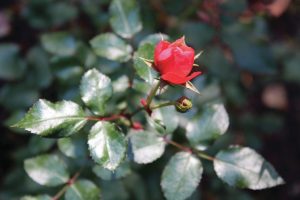 red-rose-on-a-bush