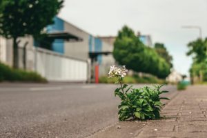 smlall-plant-growing-from-concrete-road