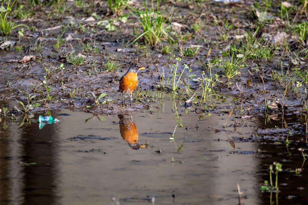 small-bird-standing-by-fresh-water