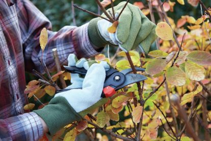 man-pruning-branches-from-bush