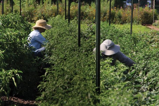 farm-workers-in-field