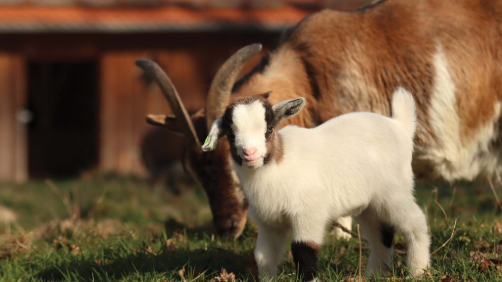 mother-and-baby-goat