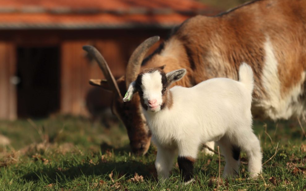 mother-and-baby-goat