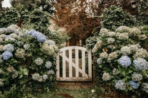 flowers-beside-garden-gate