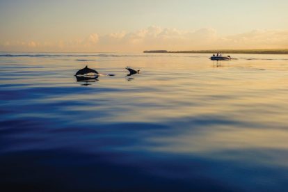 dolphins-swimming-in-the-ocean