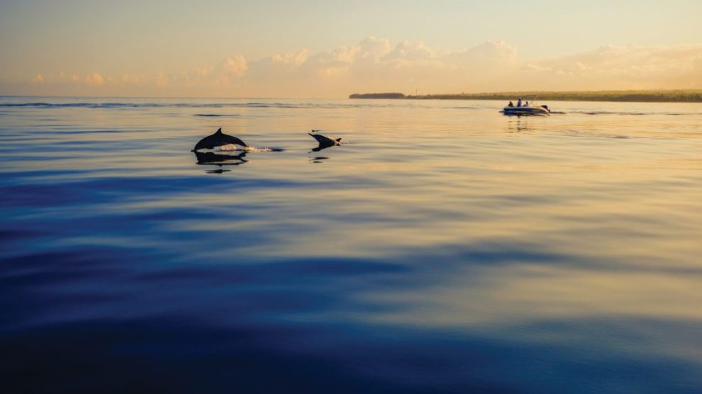 dolphins-swimming-in-the-ocean