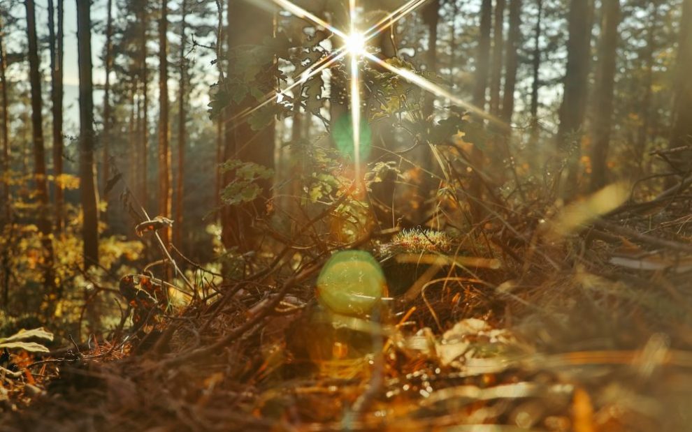 sun-shining-through-woods