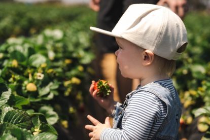 toddler-picking-berries