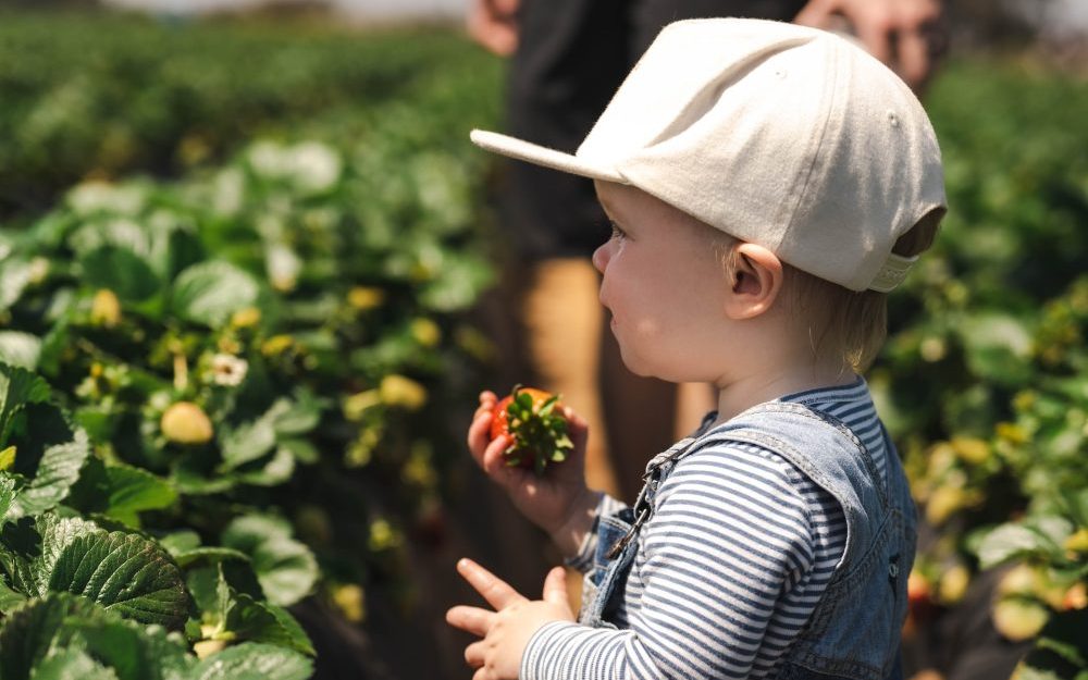 toddler-picking-berries