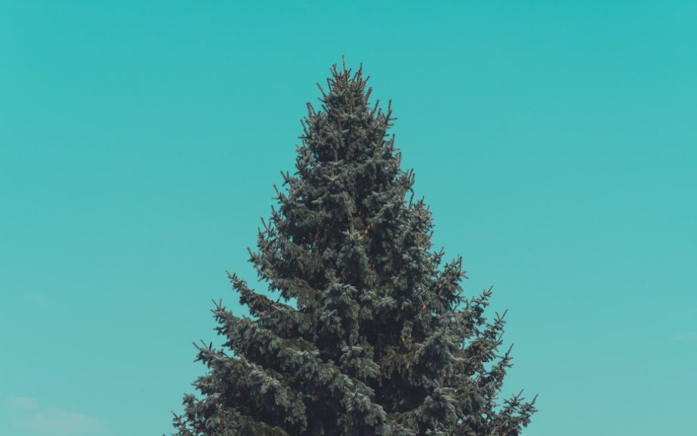 fir-tree