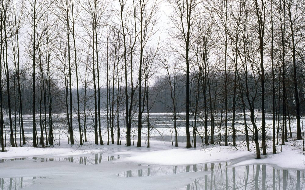 trees-in-winter