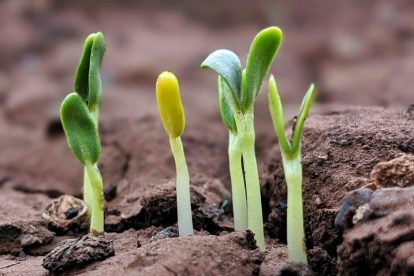 plants-sprouting