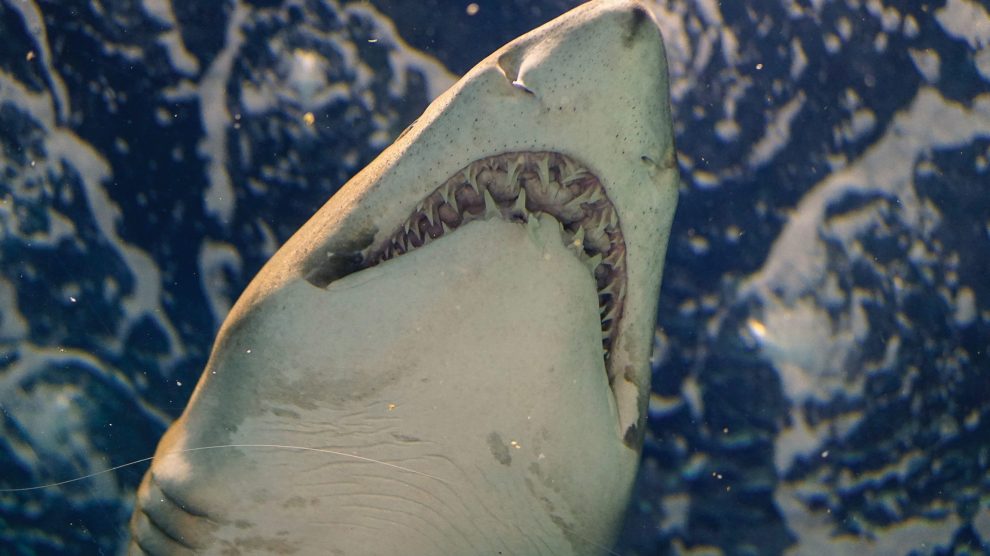 underside-view-of-shark