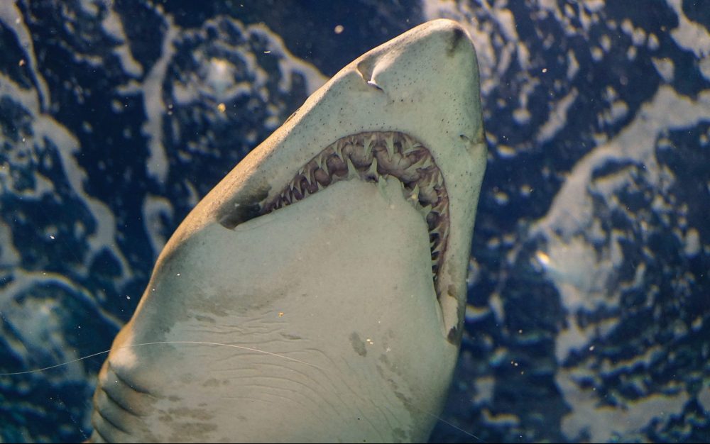 underside-view-of-shark