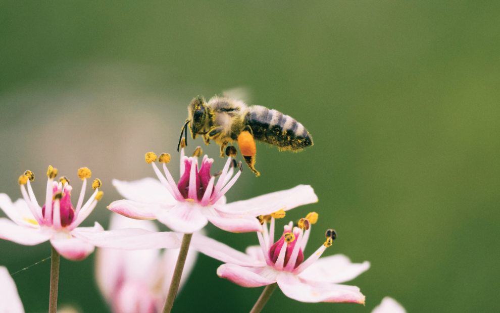 bee-with-flowers