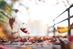 leaves-fall-in-autumn